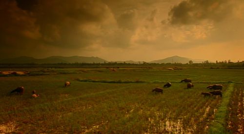 Sheep grazing on grassy field