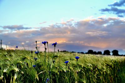 Purple flowering plants on field against sky during sunset