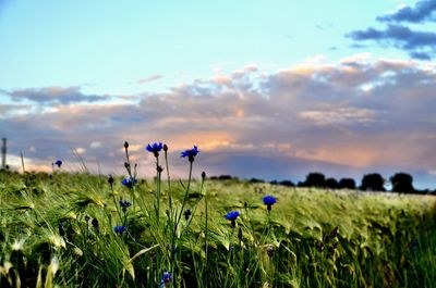 Purple flowering plants on field against sky during sunset