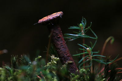 Close-up of insect on plant at night