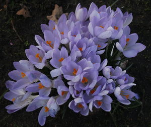 Close-up of purple flowers