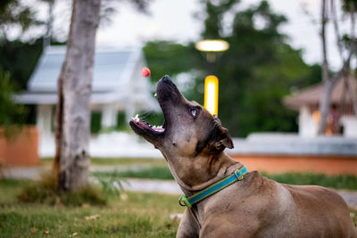 Dog looking away in park