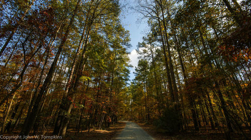 Road passing through forest