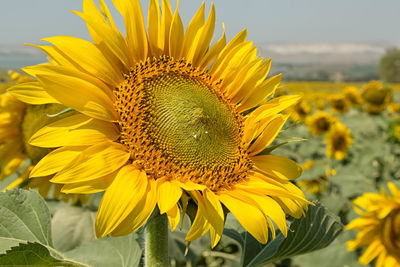 Close-up of sunflower