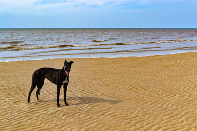 Dog running on beach by sea against sky