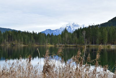 Scenic view of lake in forest against sky