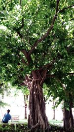 Low angle view of trees
