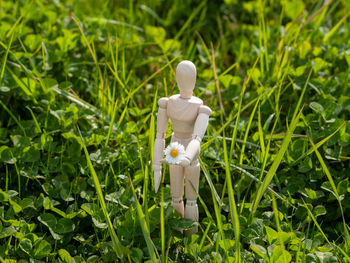 White rose on field