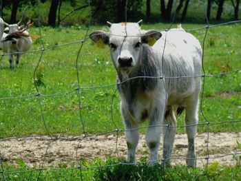 Portrait of horse standing on field