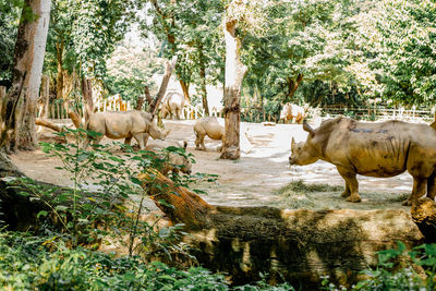 Horses in the forest