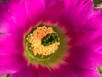 Close-up of pink rose flower