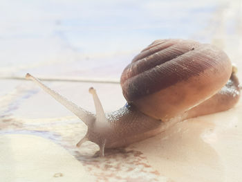 Close-up of snail