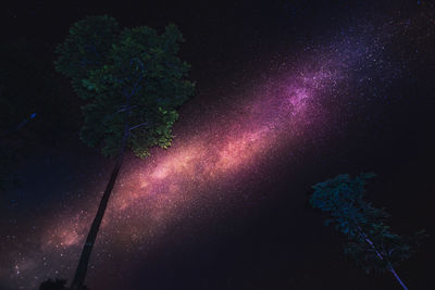 Low angle view of trees against sky at night