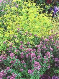 Fresh purple flowers blooming in field