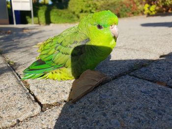 Close-up of parrot perching on footpath