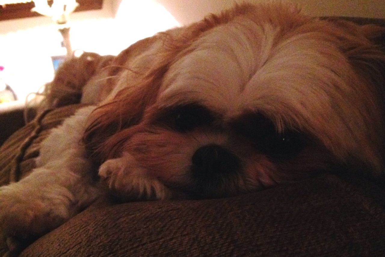 mammal, domestic animals, animal themes, one animal, dog, indoors, pets, sleeping, relaxation, resting, close-up, lying down, home interior, animal head, eyes closed, animal body part, brown, no people, bed, selective focus