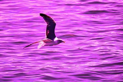 Full length of seagull flying over sea