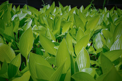 Close-up of green leaves