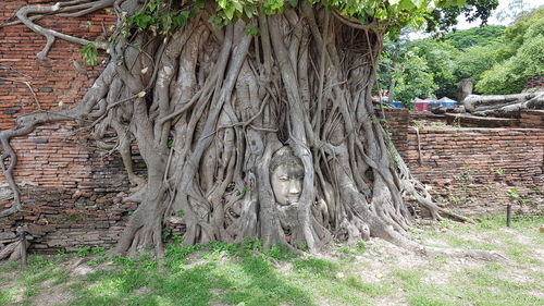 Scenic view of tree trunk
