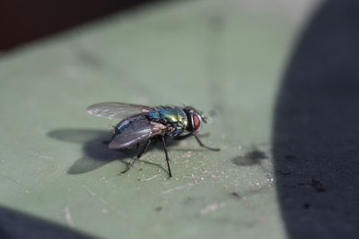 Close-up of fly on leaf