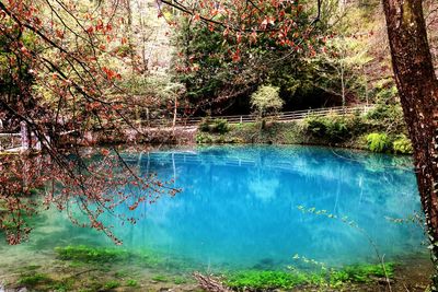 Reflection of trees in water