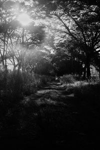 Trees growing in forest