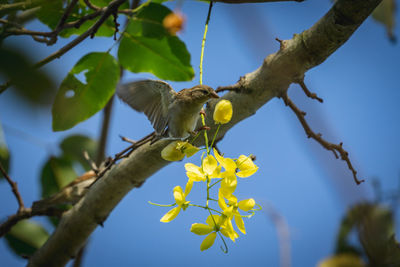 Low angle view of bird perching on tree