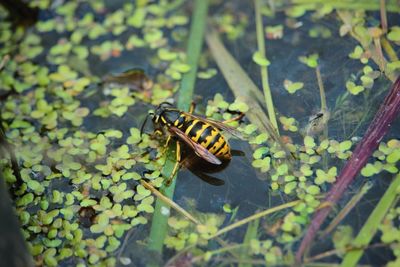 Close-up of insect on plant