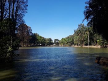 Scenic view of forest against clear blue sky