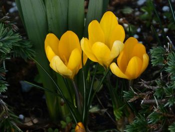 Close-up of yellow flowers blooming outdoors