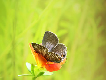 Single small butterfly sitting on a orange flower collecting nectar in the green blurry background. 