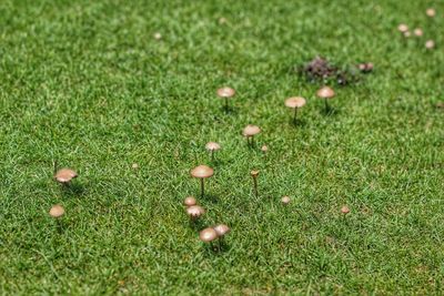 Full frame shot of grassy field