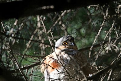 Close-up of bird perching on branch in forest