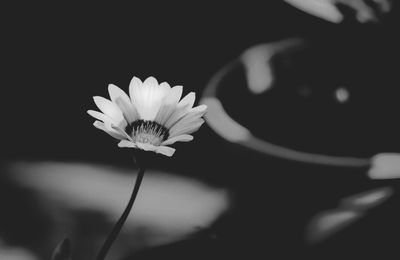 Close-up of flower blooming outdoors