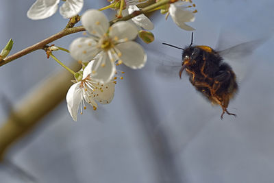 Close-up of bee pollinating on cherry blossom