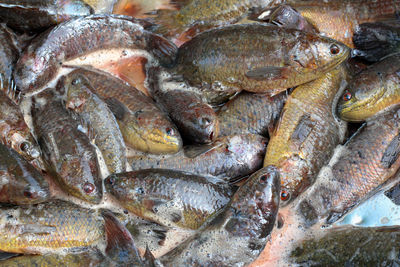 Full frame shot of fish for sale in market