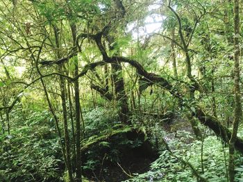 Scenic view of forest