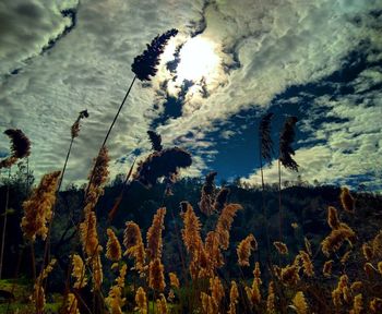 Close-up of plants against sky during winter