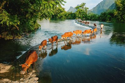 Cows walking on lake
