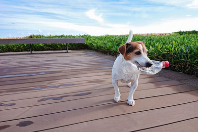 Dog standing on footpath