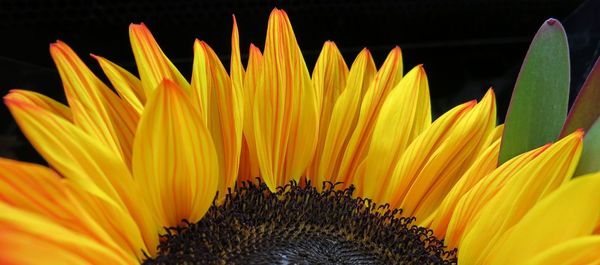 Close-up of cropped yellow flower