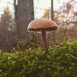 Close-up of mushroom growing in forest
