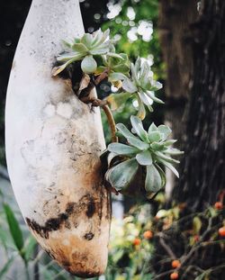 Close-up of fresh green plant