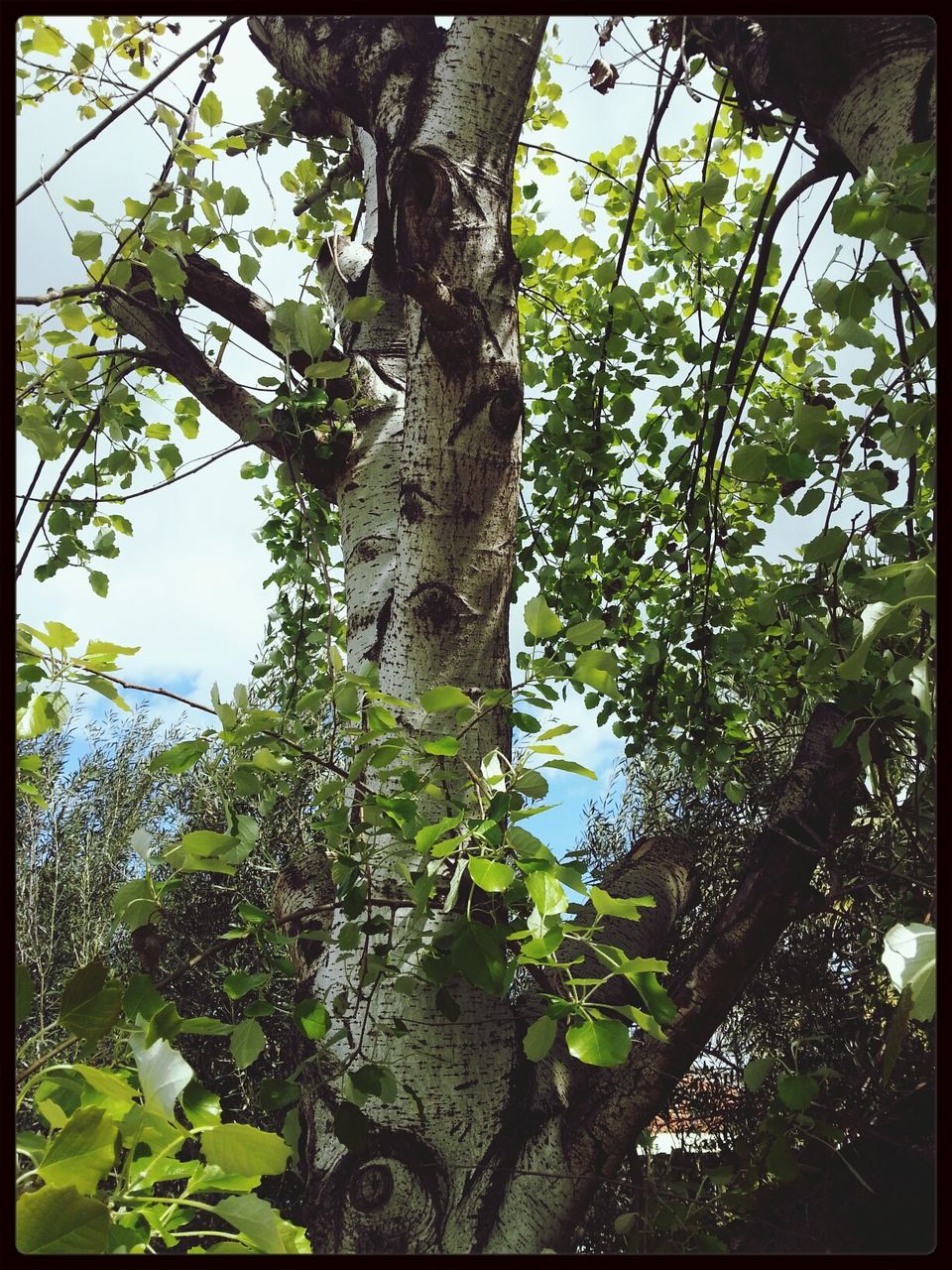 transfer print, tree, branch, growth, auto post production filter, tree trunk, low angle view, nature, leaf, green color, tranquility, forest, beauty in nature, day, outdoors, sunlight, no people, plant, close-up, green