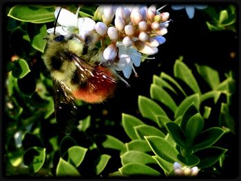 Close-up of bee on flower