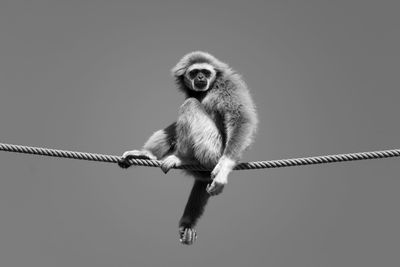 Monkey on rope against white background