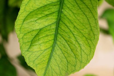 Close-up of fresh green leaves