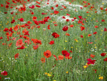 Close-up of red poppy flowers on field