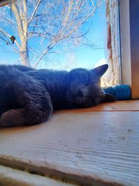 Close-up of cat sleeping