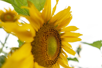 Close-up of sunflower